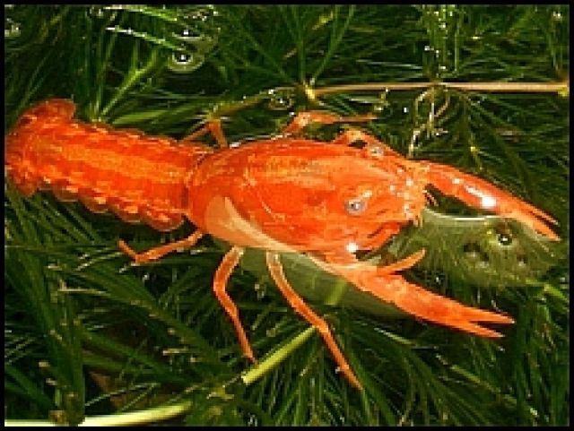 Garnelen, Krebse & Co - Fische - Dormagen