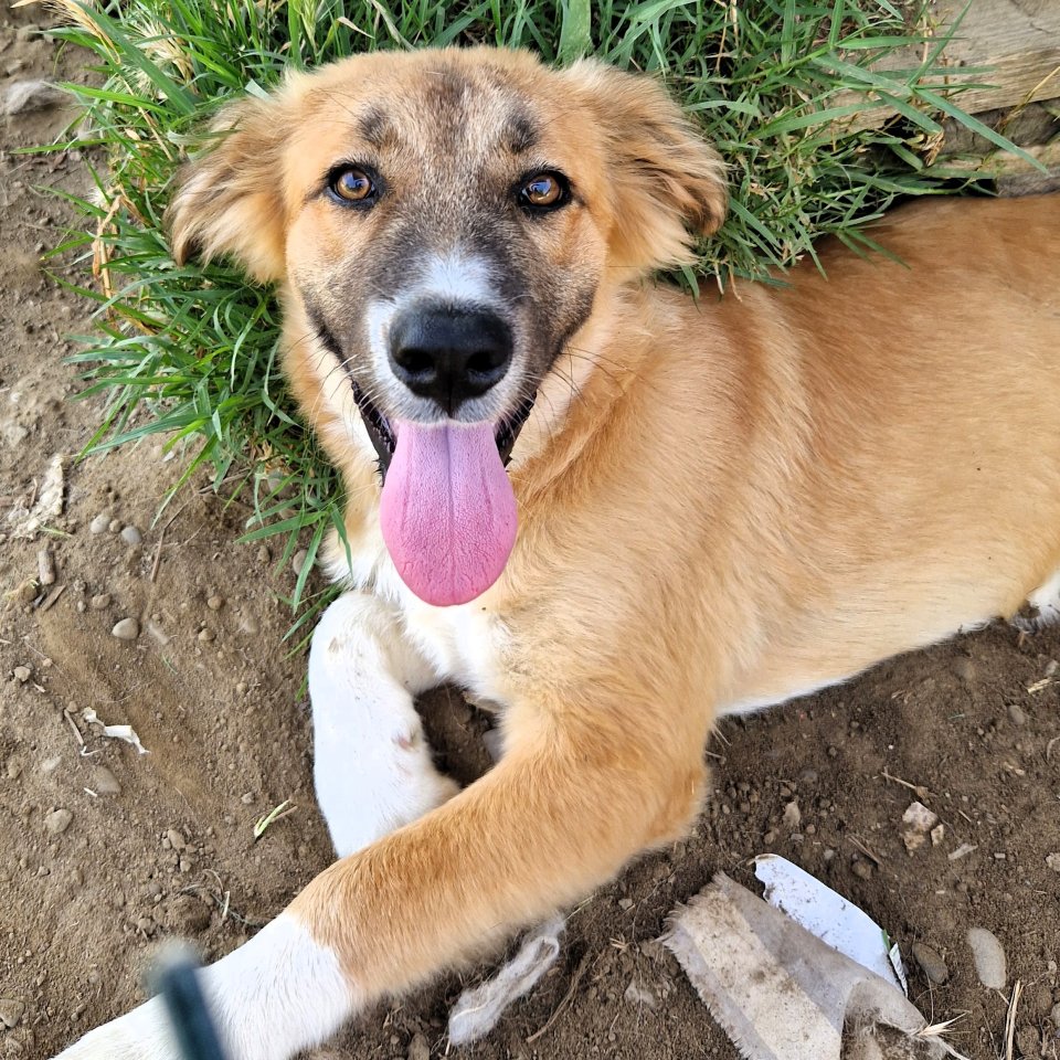 Peppa / Status: sucht ein Zuhause - Hunde - Krefeld