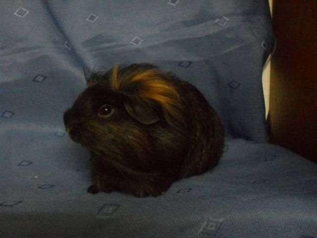 Coronetmeerschweinchen zur Abgabe - Meerschweinchen - Detmold