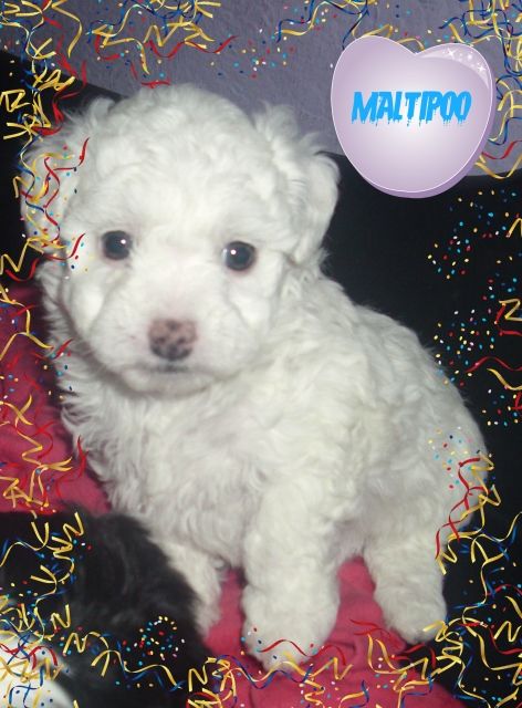 Maltipoo Rüde mit Puppengesicht (Nicht Haarend) - Hunde - oberhausen