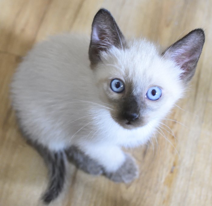Süße Siam Kater seal point abgabebereit - Katzen - Leipzig