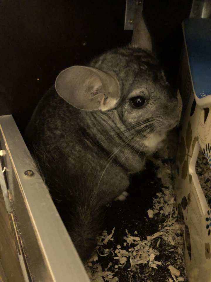 Chinchilla Böckchen Standard ca. 4 Jahre - Nagetiere - Langgöns