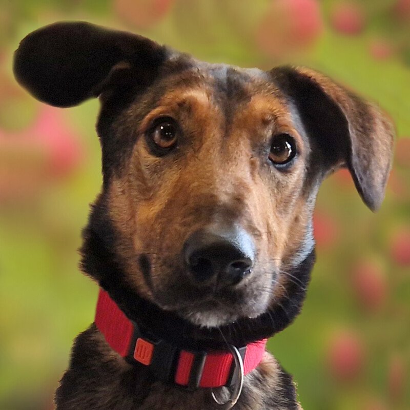 ARIS - männlich  3 Jahre  57 cm  22 kg  Mix  Gechipt  Kastriert - Hunde - Lauf an der Pegnitz