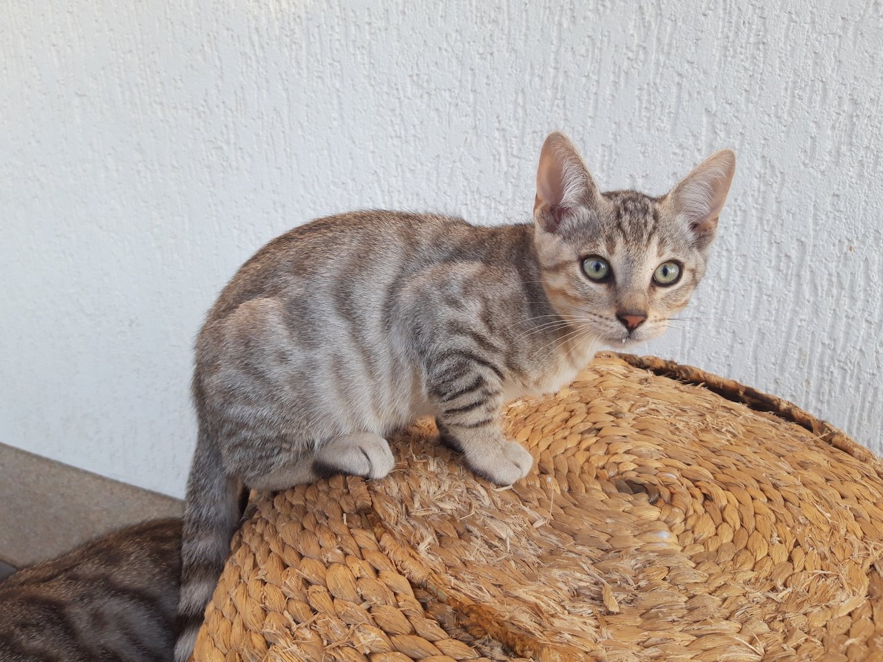 Reinrassige Bengal-Kitten - Katzen - Schönfeld