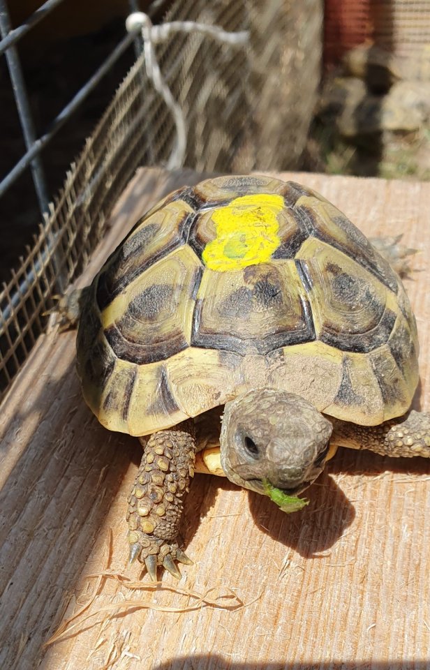 Griechische Landschildkröten NZ 2022 - Reptilien - Regau/ Österreich