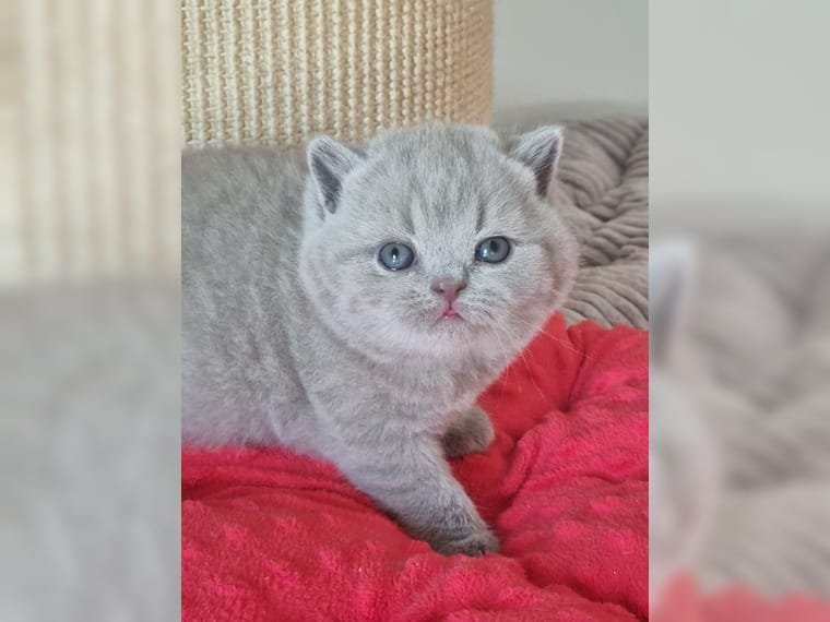 Britisch Kurzhaar, BKH Kitten mit Stammbaum - Katzen - stuttgart