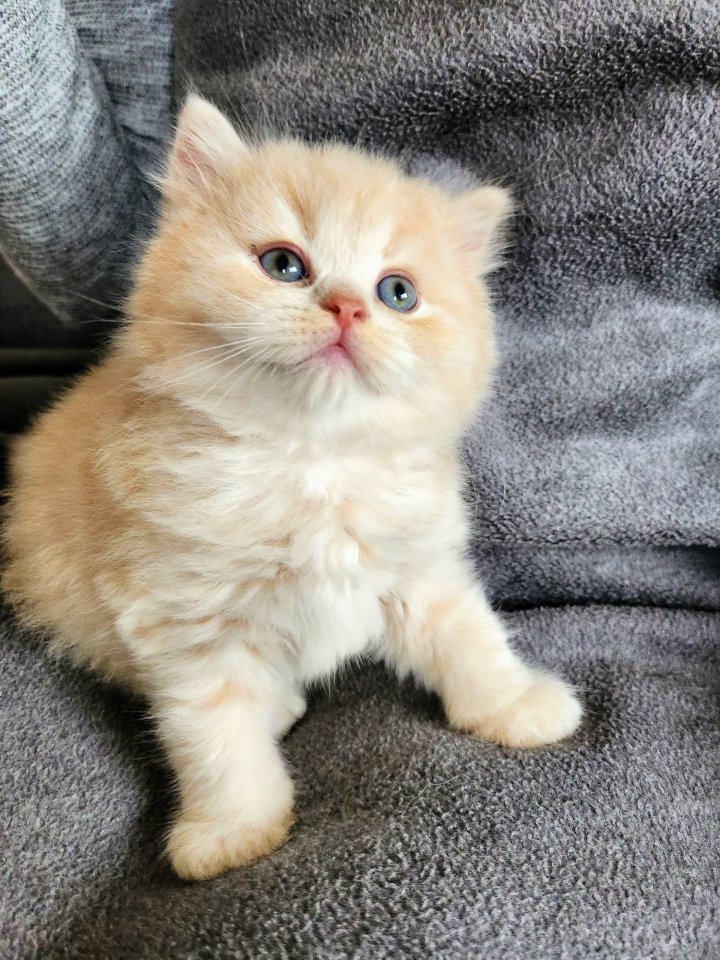Reinrassige BKH BLH Katze Kater Stammbaum geimpft entwurmt - Katzen - Mettmann