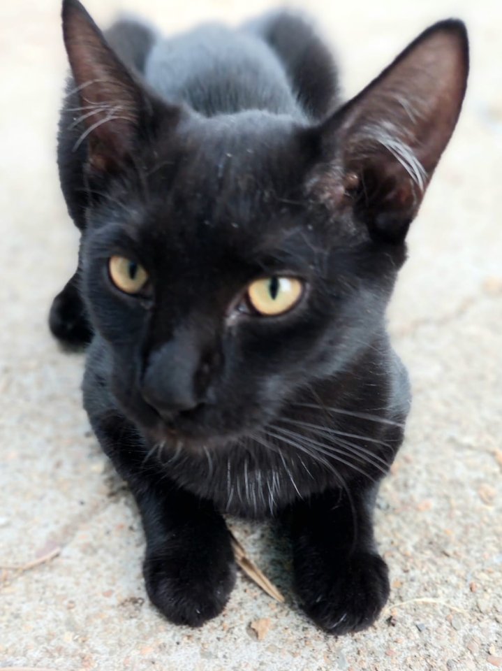David der kleine Kämpfer sucht ein Für-Immer-Zuhause (als Wohnungskater) - Katzen - Kippenheim