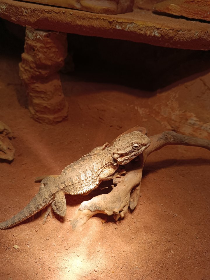 Terrarium mit Bartagame - Reptilien - Leuna