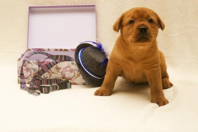 Labrador Welpen Foxred mit Ahnentafel - Hunde - Rothenfels