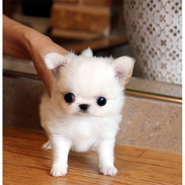 +   süße chihauhua - Hunde - 09623