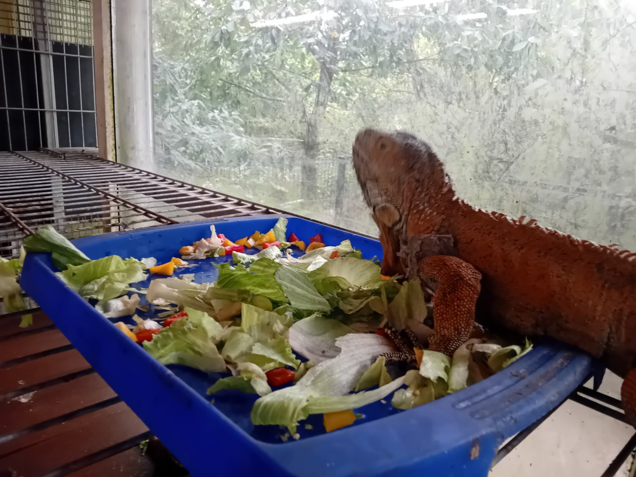 Platz für große grüne Leguane - Reptilien - Cappeln