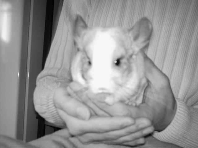  3 Chinchillas abzugeben - Sonstige Haustiere - Büdingen