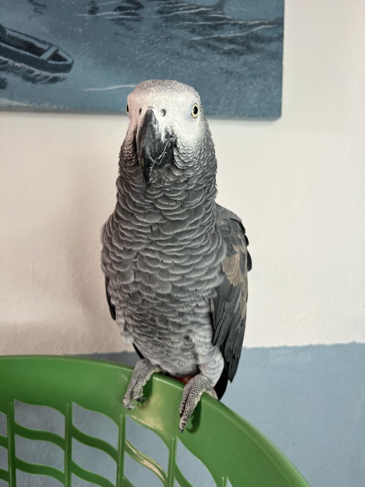 Graupapagei – Ihr bester Begleiter - Voegel - heidelberg