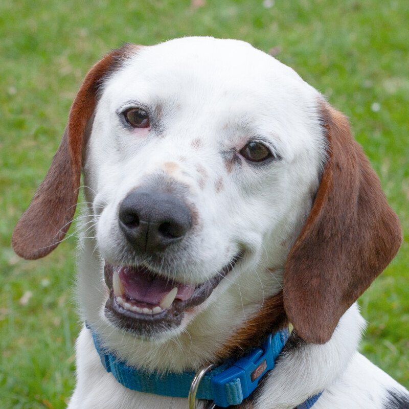 CORNY - männlich 2 Jahre 43 cm 17 kg Mix gechipt kastriert - Hunde - Lauf an der Pegnitz