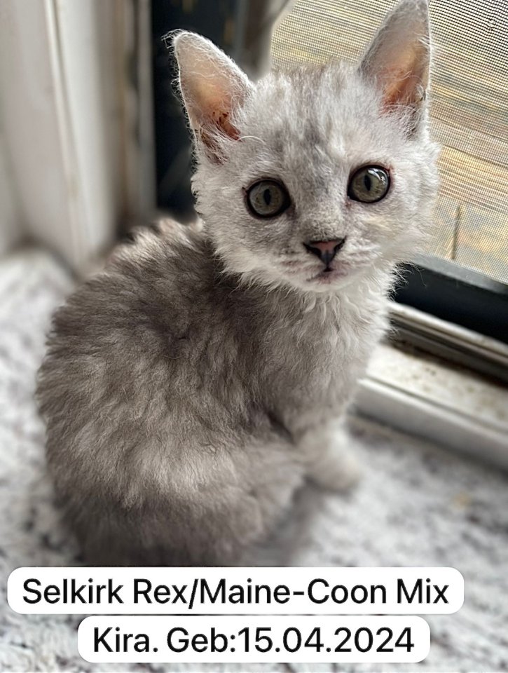 4 zuckersüße Selkirk Rex/ Main-Coon Mix Kitten - Katzen - Wesseling/ Berzdorf 