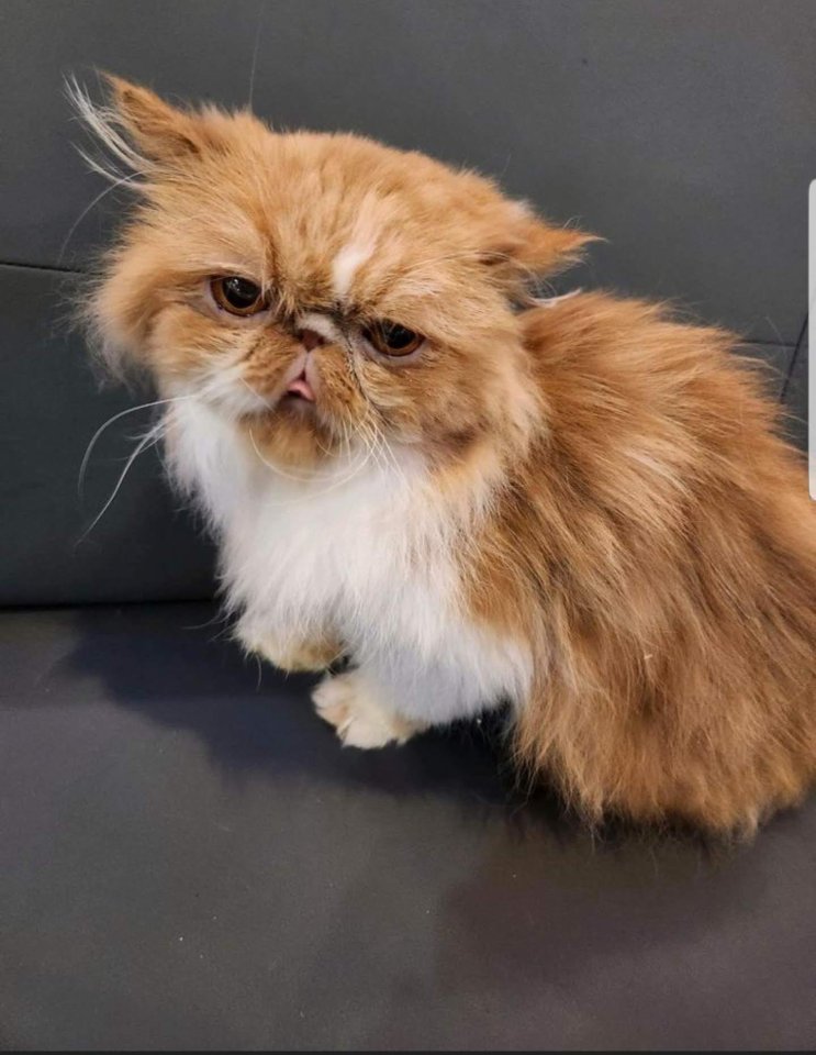 Suche kuschelplatz  für Gizmo - Katzen - Lößnitz