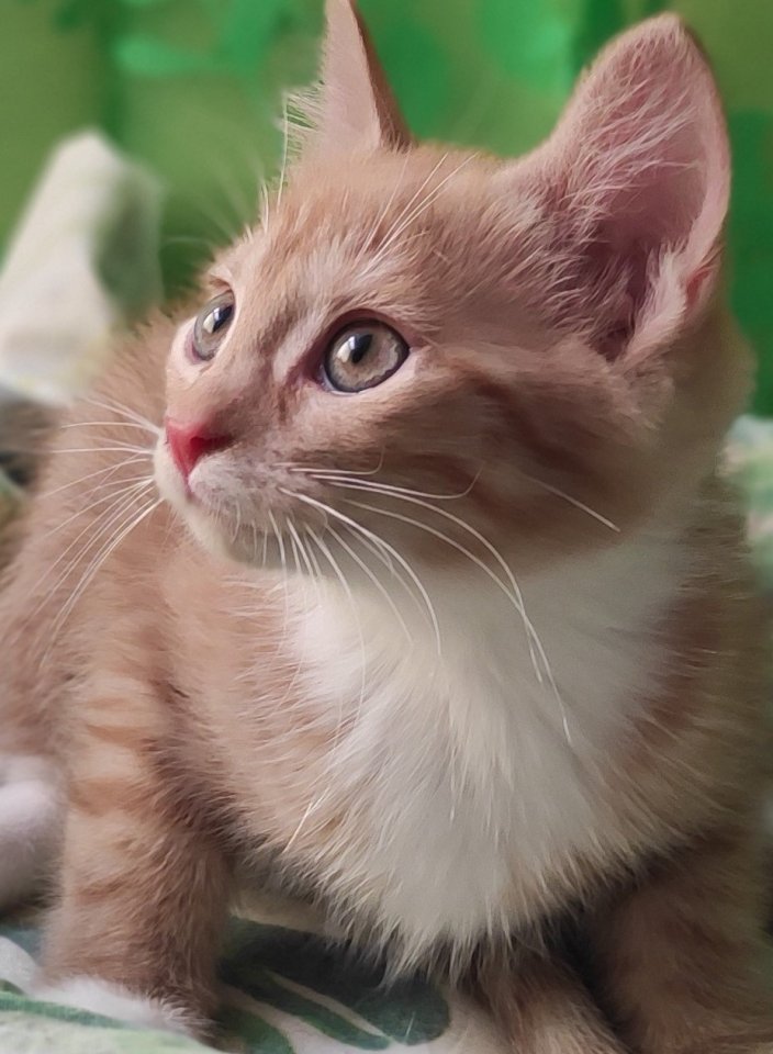 Verschmuste, sehr anhängliche Main Coon Mix Babys - Katzen - Berlin