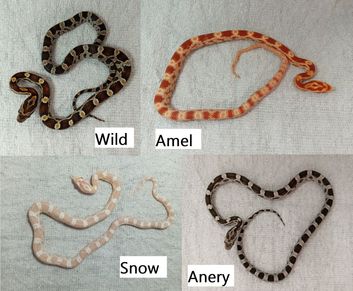 DRINGEND Kornnatter Babys Schlüpflinge ab Juli 2025 - Reptilien - Neubrandenburg