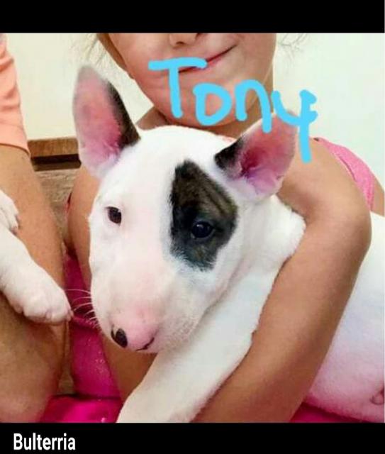 Schöne Bull terrier-Welpen - Hunde - Germering
