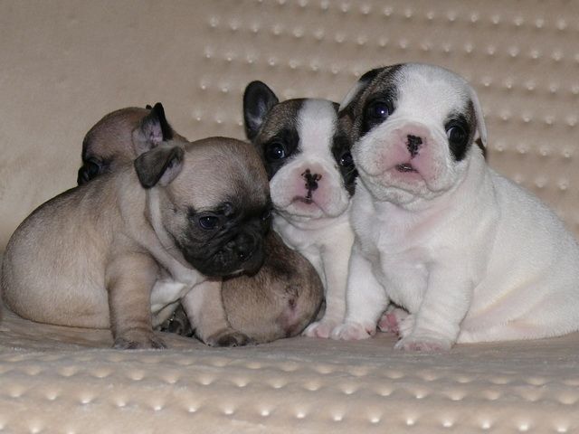 Französische Bulldogge Welpen - Hunde -  si