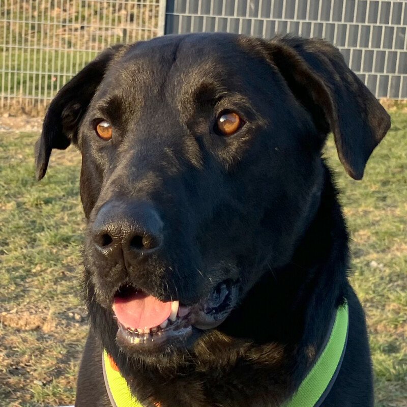 NICKI -  männlich  4 Jahre  62 cm  40 kg  Perro de Pastor Mallorquin Gechipt Kas - Hunde - Lauf an der Pegnitz