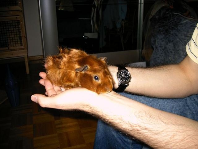 Frau - Meerschweinchen - München