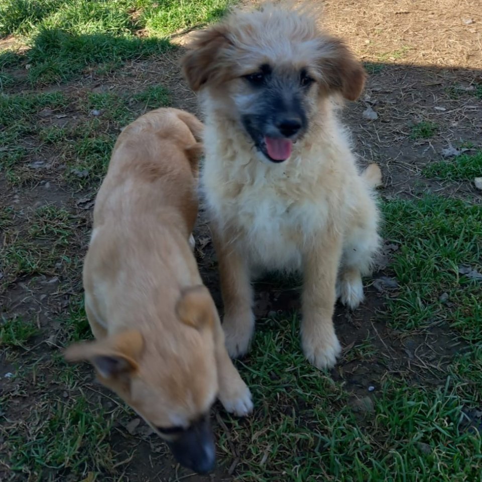 Fido / Status: sucht ein Zuhause - Hunde - Krefeld