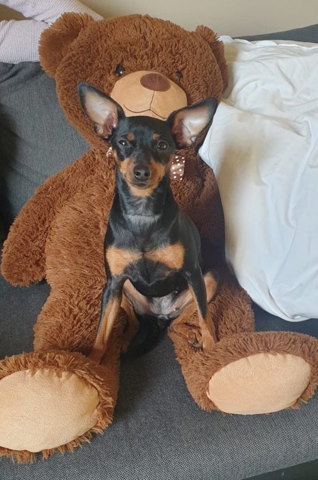 Zwergpinscher/Rehpinscherwelpen - Hunde - Lucka