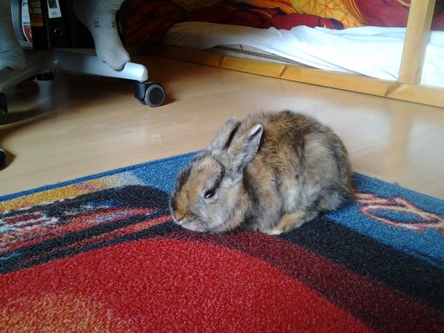 Super Süße Japanischer Mini Zwerg - Hasen Kaninchen - Stolberg