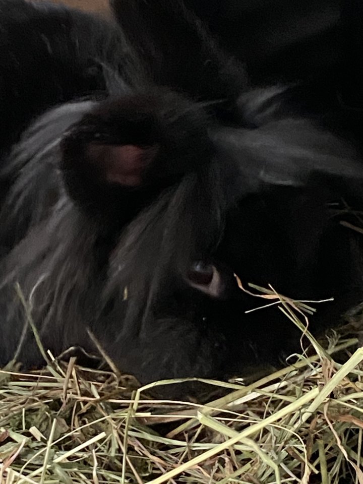 Blacky, Zwergkaninchen - Nagetiere - Saarlouis