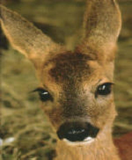 Help us Help the Animals! - Tiere In Not - 