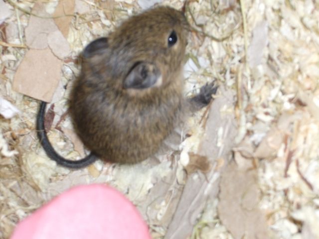 Degu Babys - Sonst Nagetiere - Dresden