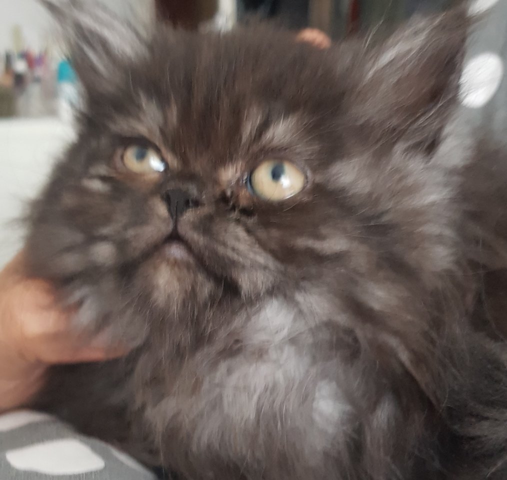 Perser kitten katerabtugeben nur in liebevolle hände - Katzen - Dortmund