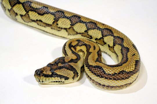 Morelia Spilota Spilota leo Morph - Reptilien - Ober-Mörlen