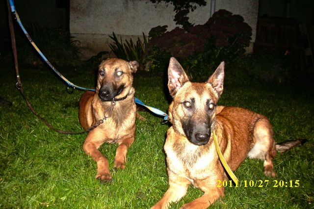 Malinois/ Belgische Schäferhunde - Hunde - Draschwitz