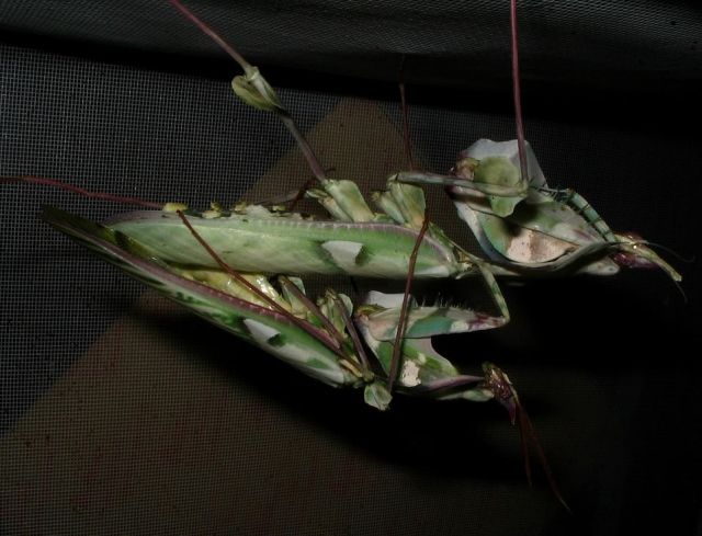 Idolomantis - Insekten - Fiwa