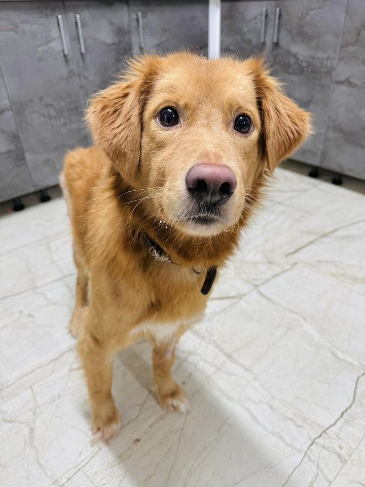 Barnaby ist ein wirklich toller, liebevoller und verträglicher Hund - Hunde - Hünfelden