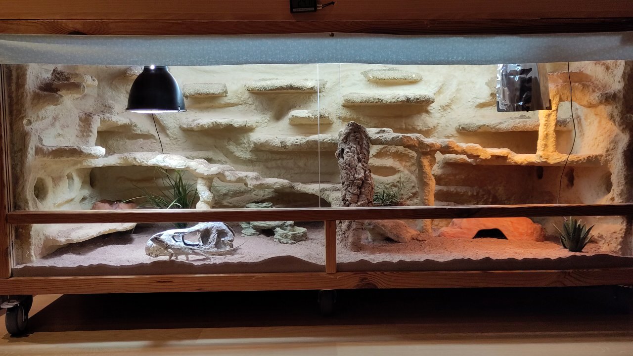 Weibliche Zwergbartagame mit Terrarium und Zubehör abzugeben - Reptilien - Bonn