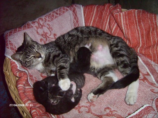 Süße Katzenbabys Zu Verschenken Kleinanzeigen 2019 10 26