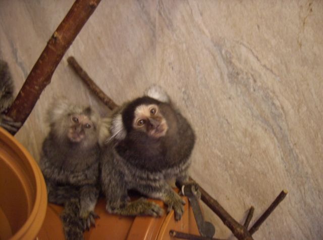 Weißbüscheläffchen - Sonstige Haustiere - Kirchhain