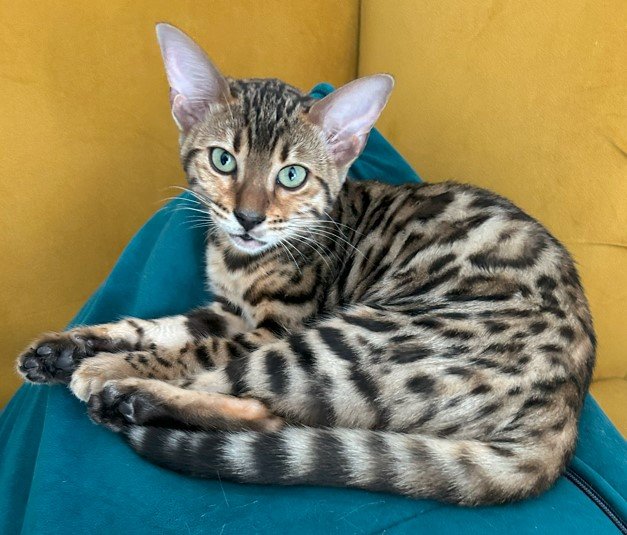 Bengalkätzchen 06/2023 - Katzen - augsburg