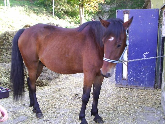 Reitbeteiligung gesucht für Wallach in Ense/Soest - Reitbeteiligung - 