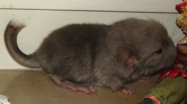 Chinchillas in viele Farben m/w - Sonst Nagetiere - Mettmann