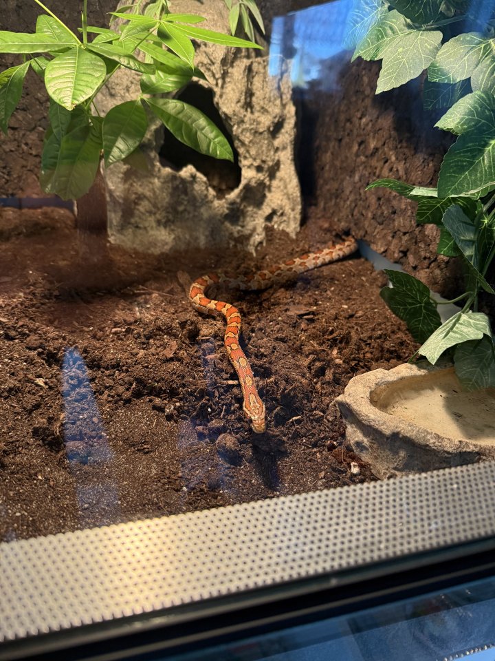 2 Kornnattern + Hochwertiges Terrarium zu verkaufen - Reptilien - Bochum
