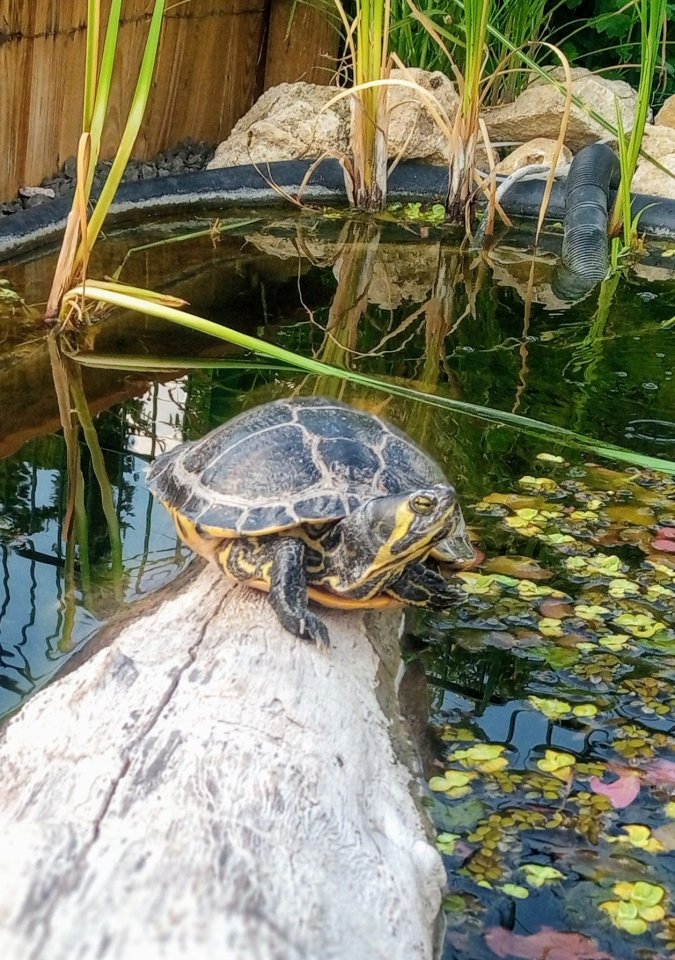 Gelbwangenschildkröte abzugeben - Reptilien - Wörrstadt