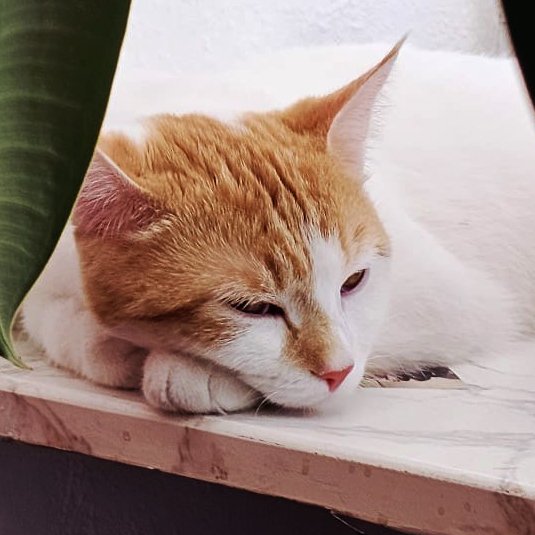 SWEETY - weiblich 1 Jahr europäische Kurzhaarkatze Gechipt Kastriert - Katzen - Lauf an der Pegnitz