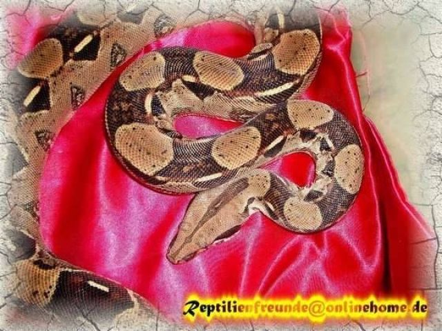 albino boa constrictor albino boa constrictor
