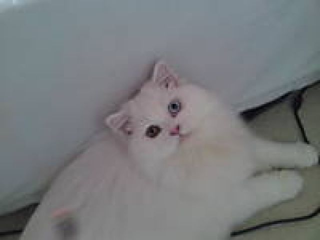 Türkische Angora -Schneeweiss - Katzen - Berlin 