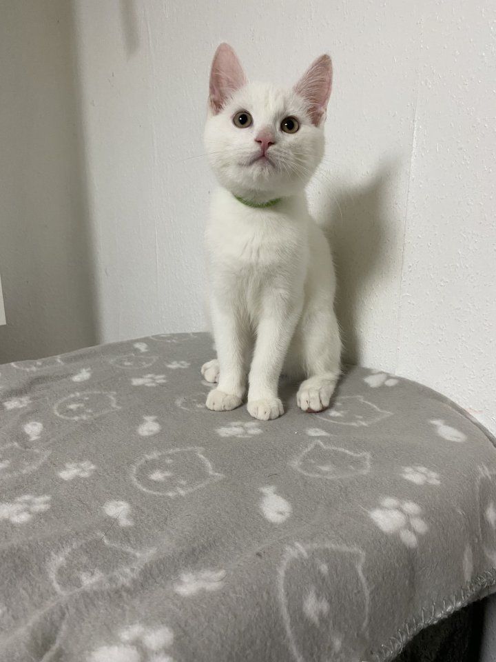 2 Maine Coon Mix Kater - Katzen - Heinsberg